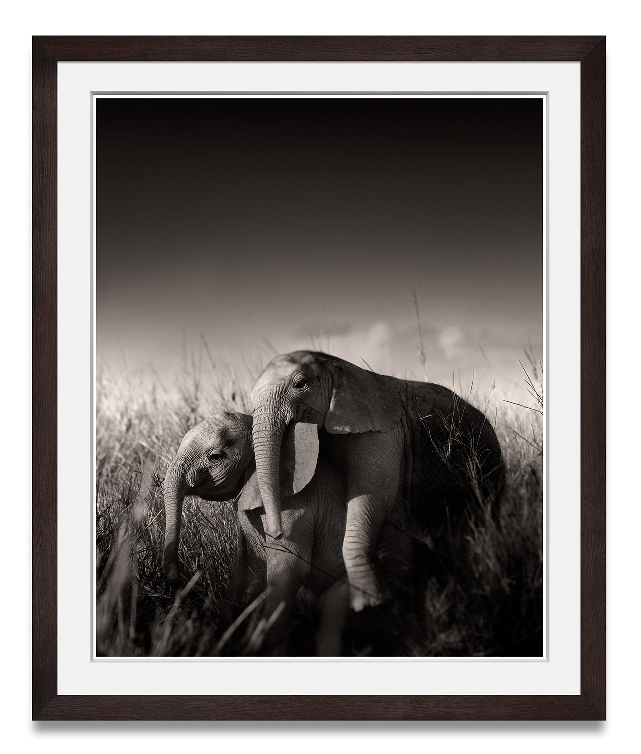 Wild elephant babies playing IV, animal, wildlife, black and white photography - Photograph by Joachim Schmeisser