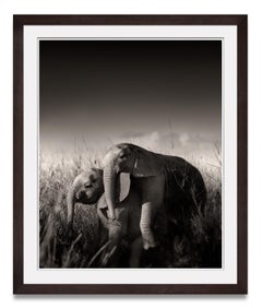 Wild elephant babies playing IV, animal, wildlife, black and white photography