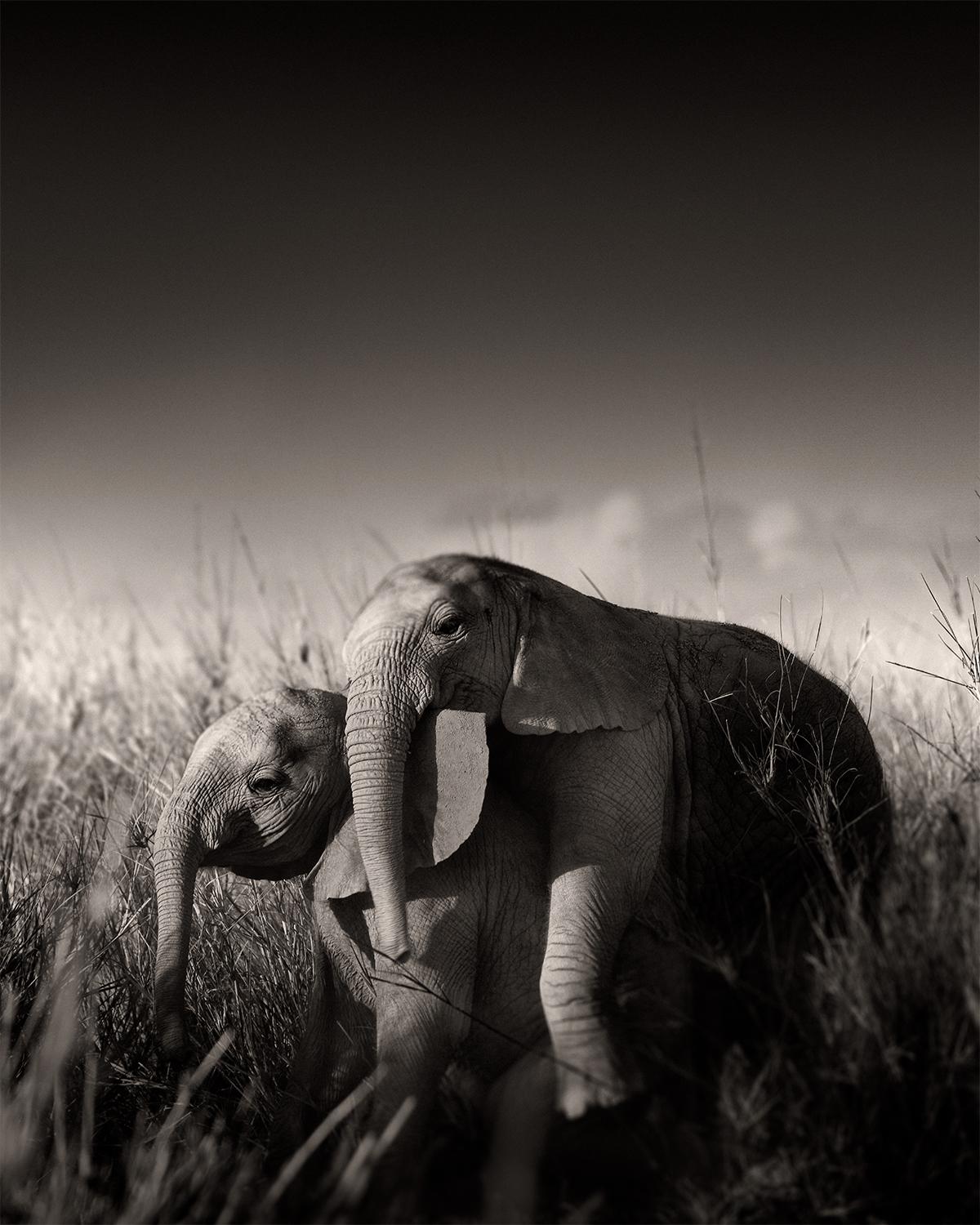 Joachim Schmeisser Landscape Photograph - Wild elephant babies playing IV, animal, wildlife, black and white photography