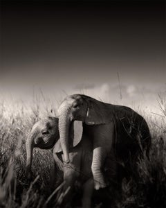Wild elephant babies playing IV, animal, wildlife, black and white photography