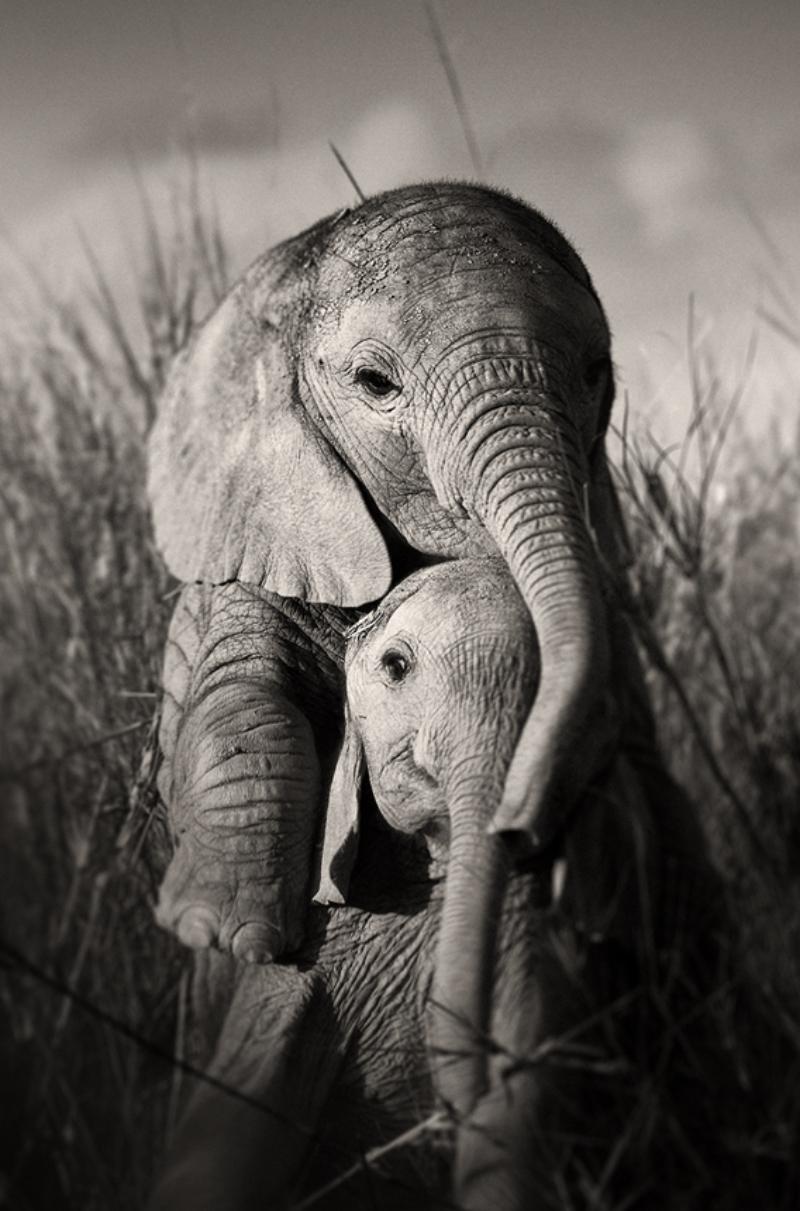 Wilde Elefanten-Babys beim Spielen – umgeben von Gras, Kunstfotografie, 2017 (Schwarz), Black and White Photograph, von Joachim Schmeisser