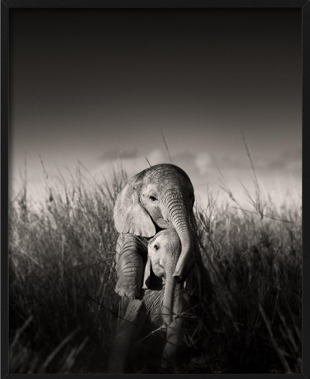 Wilde Elefanten-Babys beim Spielen – umgeben von Gras, Kunstfotografie, 2017 im Angebot 1
