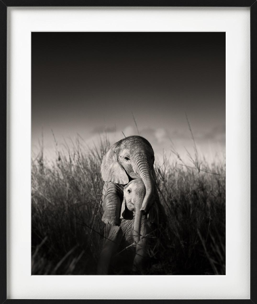Wilde Elefanten-Babys beim Spielen – umgeben von Gras, Kunstfotografie, 2017 im Angebot 2