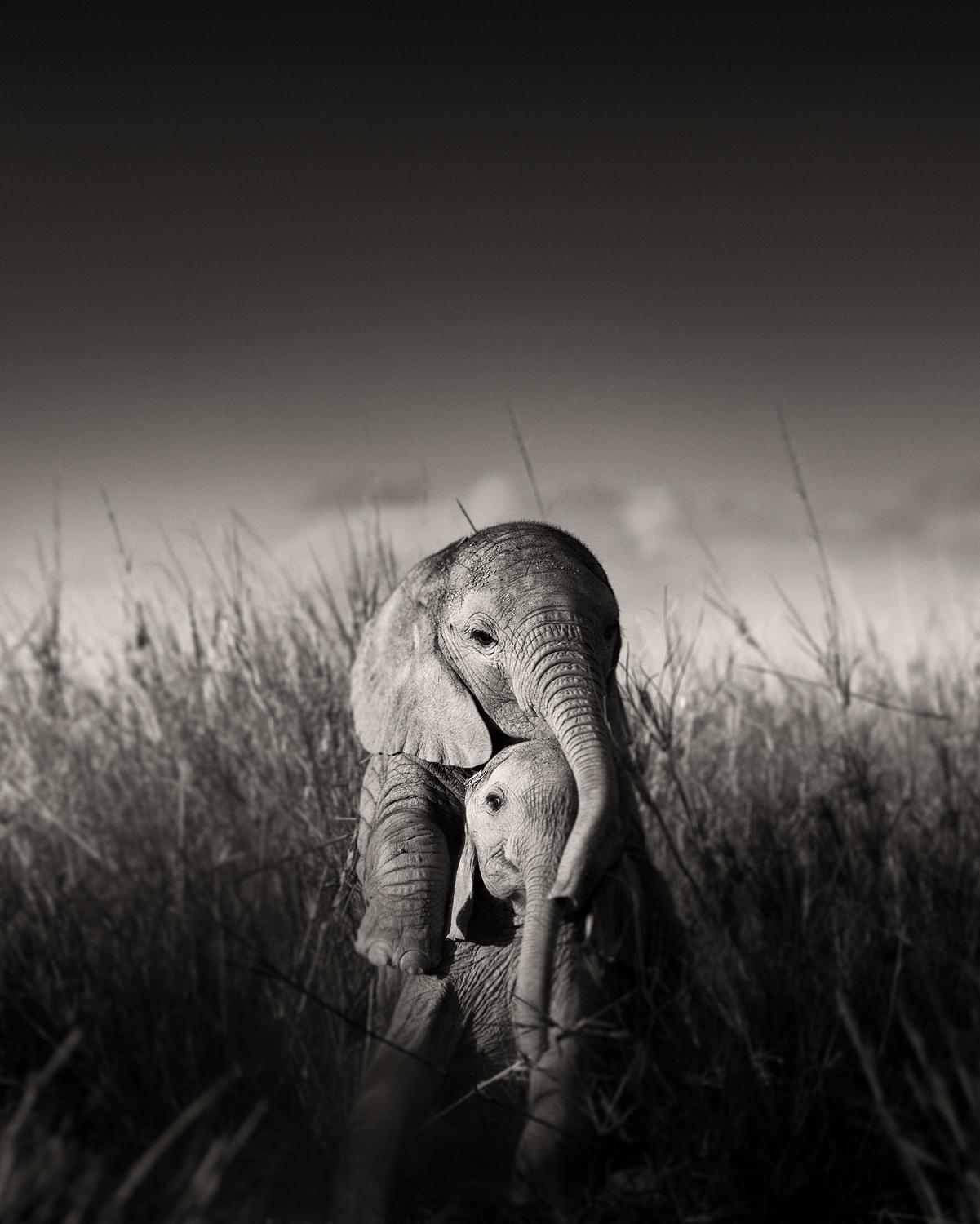 Joachim Schmeisser Black and White Photograph – Wilde Elefanten-Babys beim Spielen – umgeben von Gras, Kunstfotografie, 2017