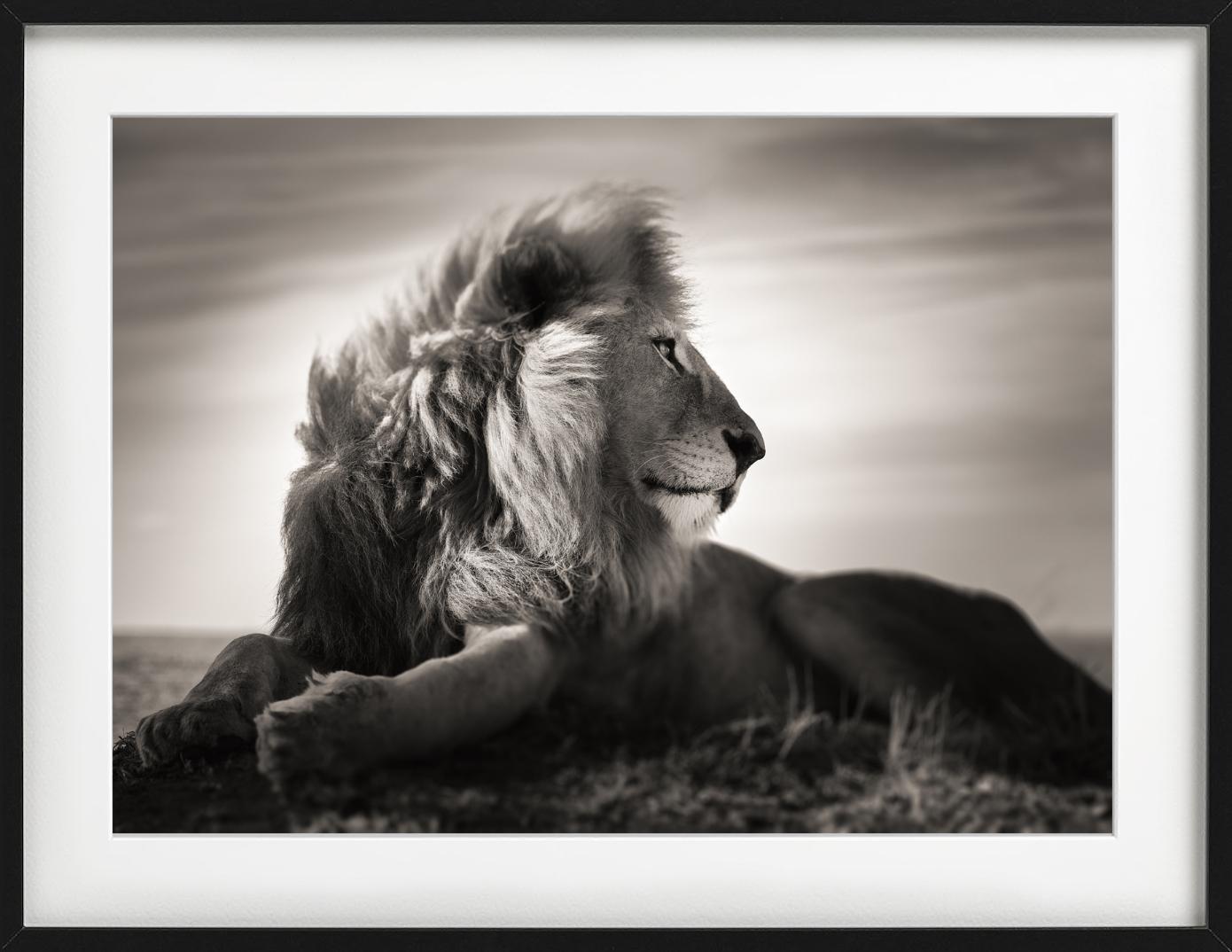 Amore selvaggio - Ritratto di leone maschio sdraiato, Fotografia d'autore, 2022 - Black and White Photograph Grigio di Joachim Schmeisser