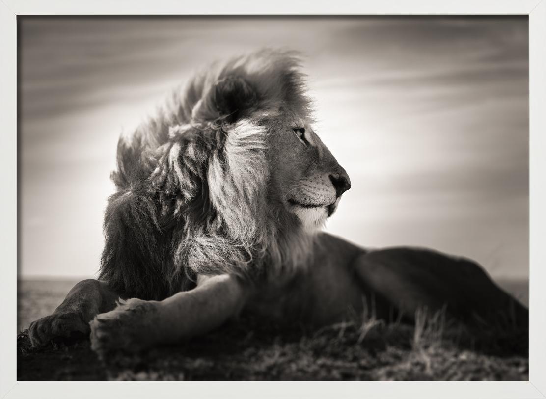 Ritratto animale in bianco e nero di un leone maschio sdraiato nell'erba della savana, fotografato da Joachim Schmeisser nel 2022.

Tutte le stampe sono in edizione limitata. Disponibile in più misure. Cornici di alto livello su richiesta.

Tutte le