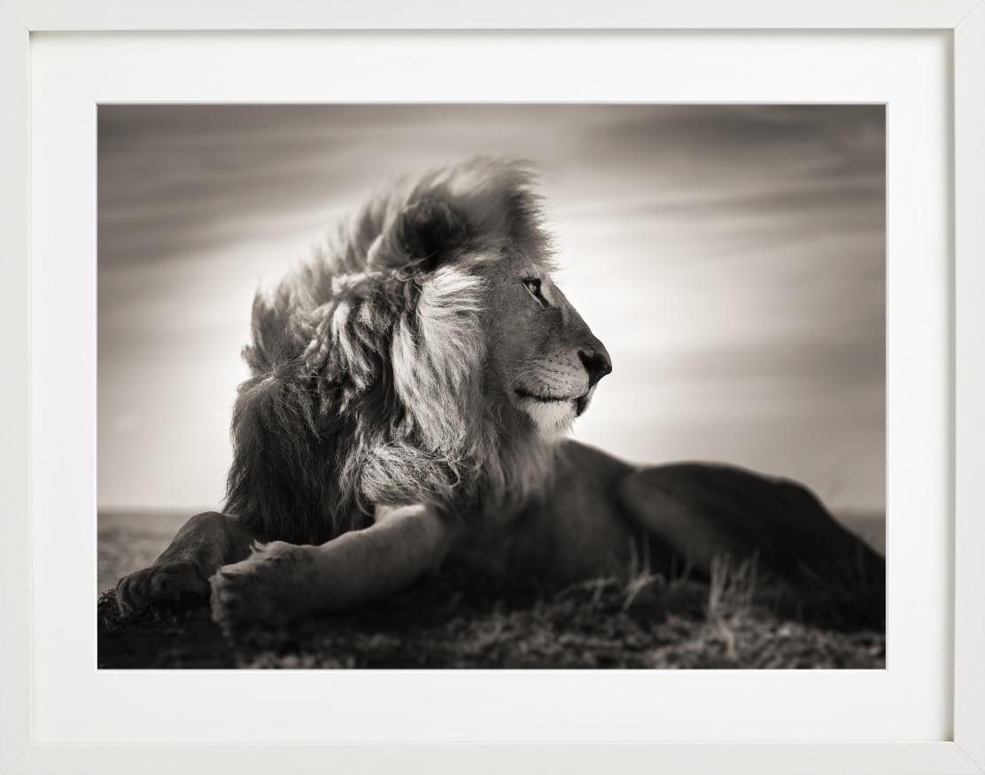 Amore selvaggio - Ritratto di leone maschio sdraiato, Fotografia d'autore, 2022 in vendita 1