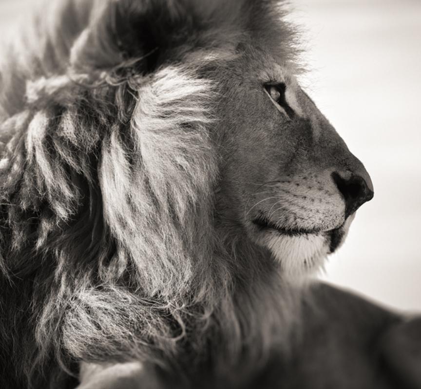 Amore selvaggio - Ritratto di leone maschio sdraiato, Fotografia d'autore, 2022 in vendita 2