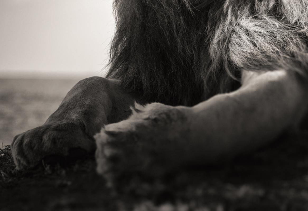 Amore selvaggio - Ritratto di leone maschio sdraiato, Fotografia d'autore, 2022 in vendita 4