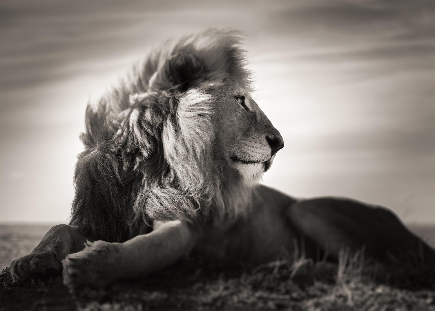 Black and White Photograph di Joachim Schmeisser - Amore selvaggio - Ritratto di leone maschio sdraiato, Fotografia d'autore, 2022