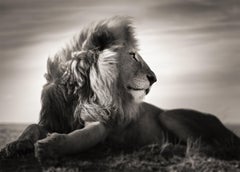 Wild Love - Animal Portrait of Male Lion Lying Down, Fine Art Photography, 2022