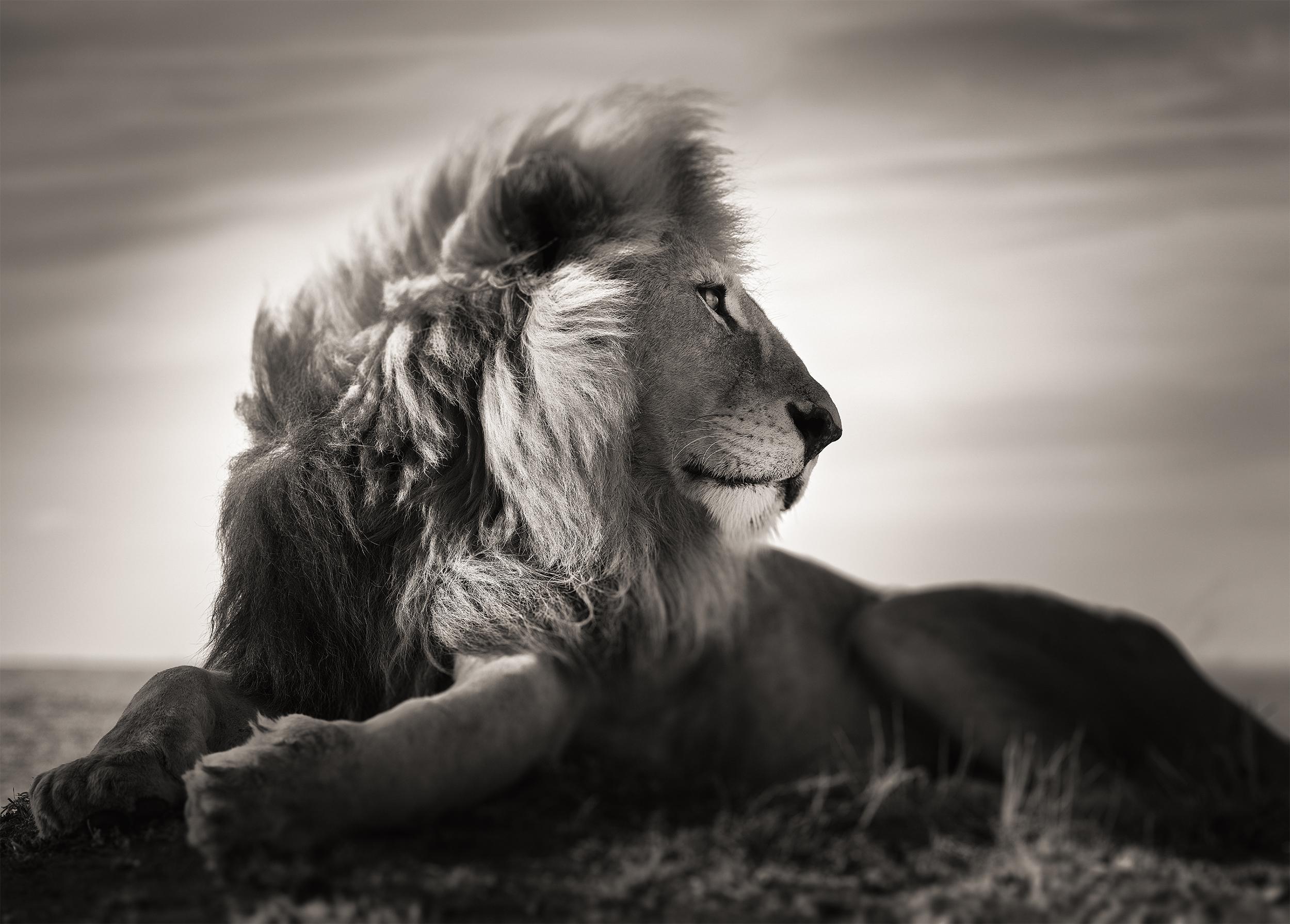 Black and White Photograph Joachim Schmeisser - Wild Love, Contemporary, wildlife, black and white photography, Lion