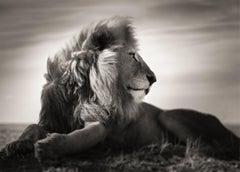 Wild Love, contemporary, wildlife, black and white photography, Lion