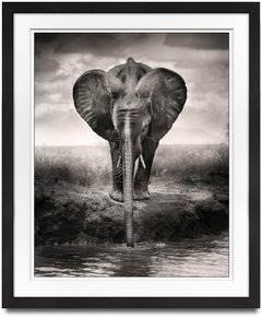 Junger Junge Trinkt, Tier, Tierwelt, Schwarz-Weiß-Fotografie, Elefant