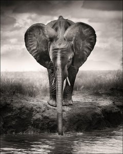 Young boy drinking, animal, wildlife, black and white photography, elephant