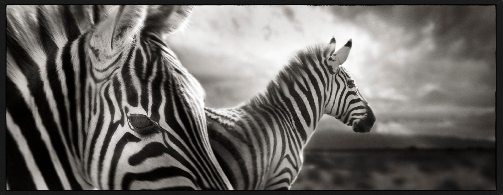 Zebra Duo - Close-Up fine art photography of two zebras in landscape, wildlife - Photograph by Joachim Schmeisser