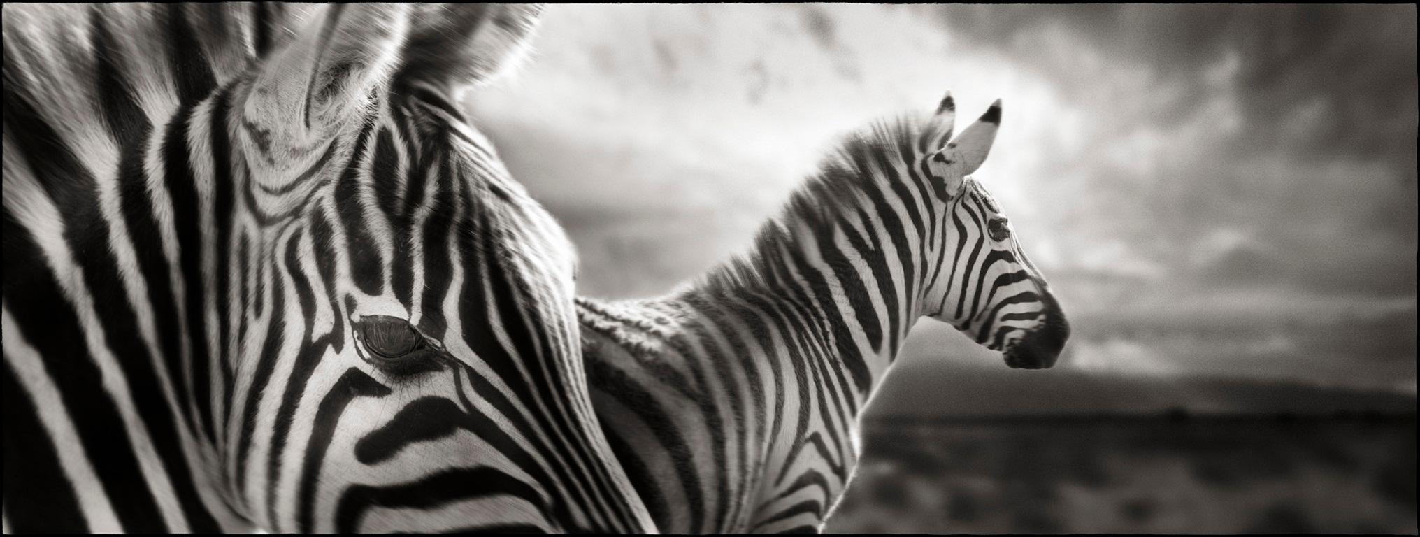Joachim Schmeisser Still-Life Photograph - Zebra Duo - Close-Up fine art photography of two zebras in landscape, wildlife