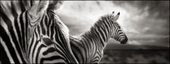 Zebra Duo – Nahaufnahme von Kunstfotografie von zwei Zebras in Landschaft, Tierwelt