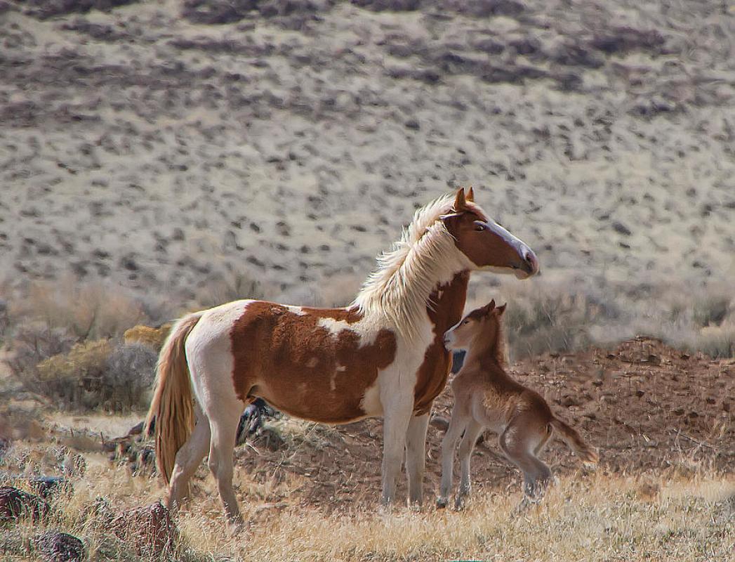 Pintar Mustang Salvaje, Óleo, Wyoming, Marco de Madera Personalizado, Arte del Oeste, Envío Gratuito en venta 1