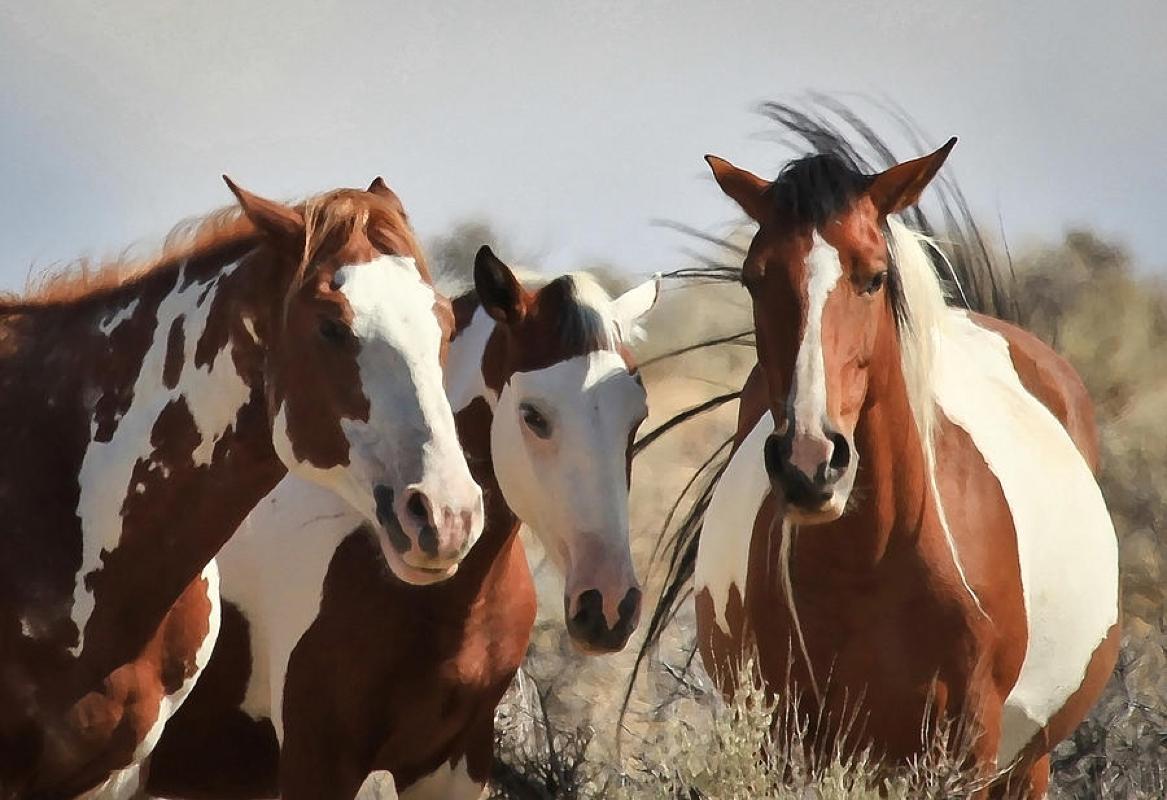 Pintar Mustang Salvaje, Óleo, Wyoming, Marco de Madera Personalizado, Arte del Oeste, Envío Gratuito en venta 2