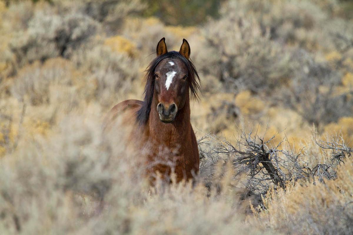 Pintar Mustang Salvaje, Óleo, Wyoming, Marco de Madera Personalizado, Arte del Oeste, Envío Gratuito en venta 3