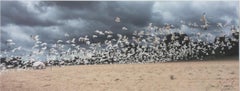 'Lake Michigan Seagulls in Flight #2' original photograph signed by Joan Dvorsky
