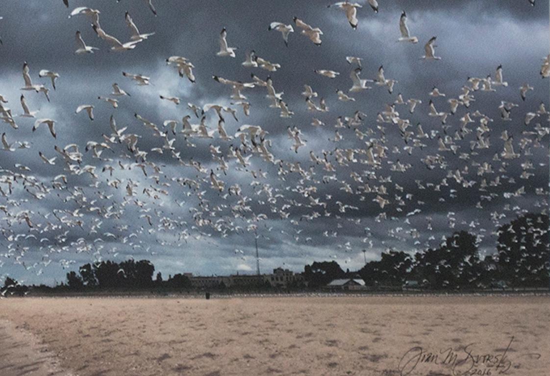 seagulls in michigan