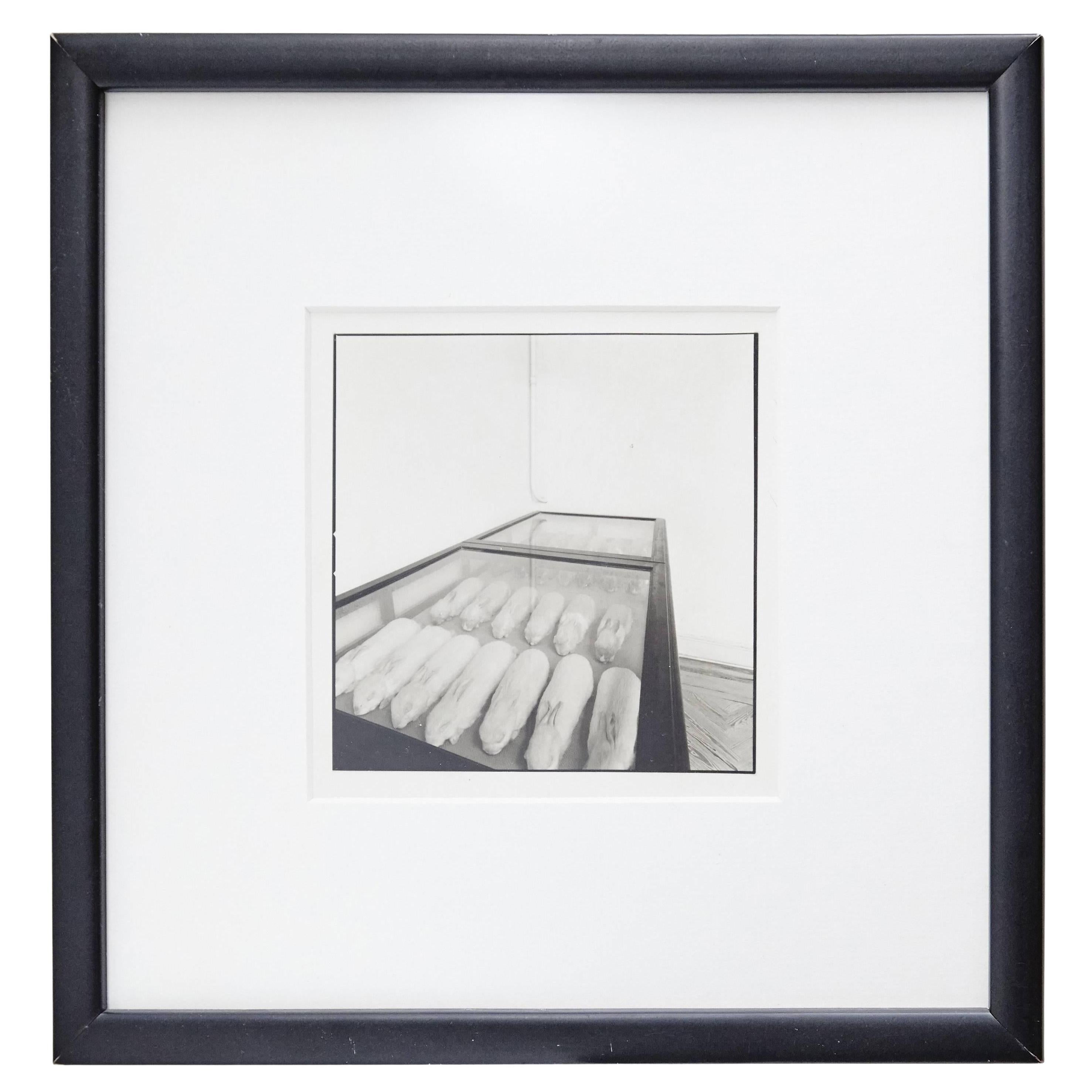Joan Fontcuberta - Conills de Mendel Photography, Gelatin Silver Bromide, 1980 For Sale