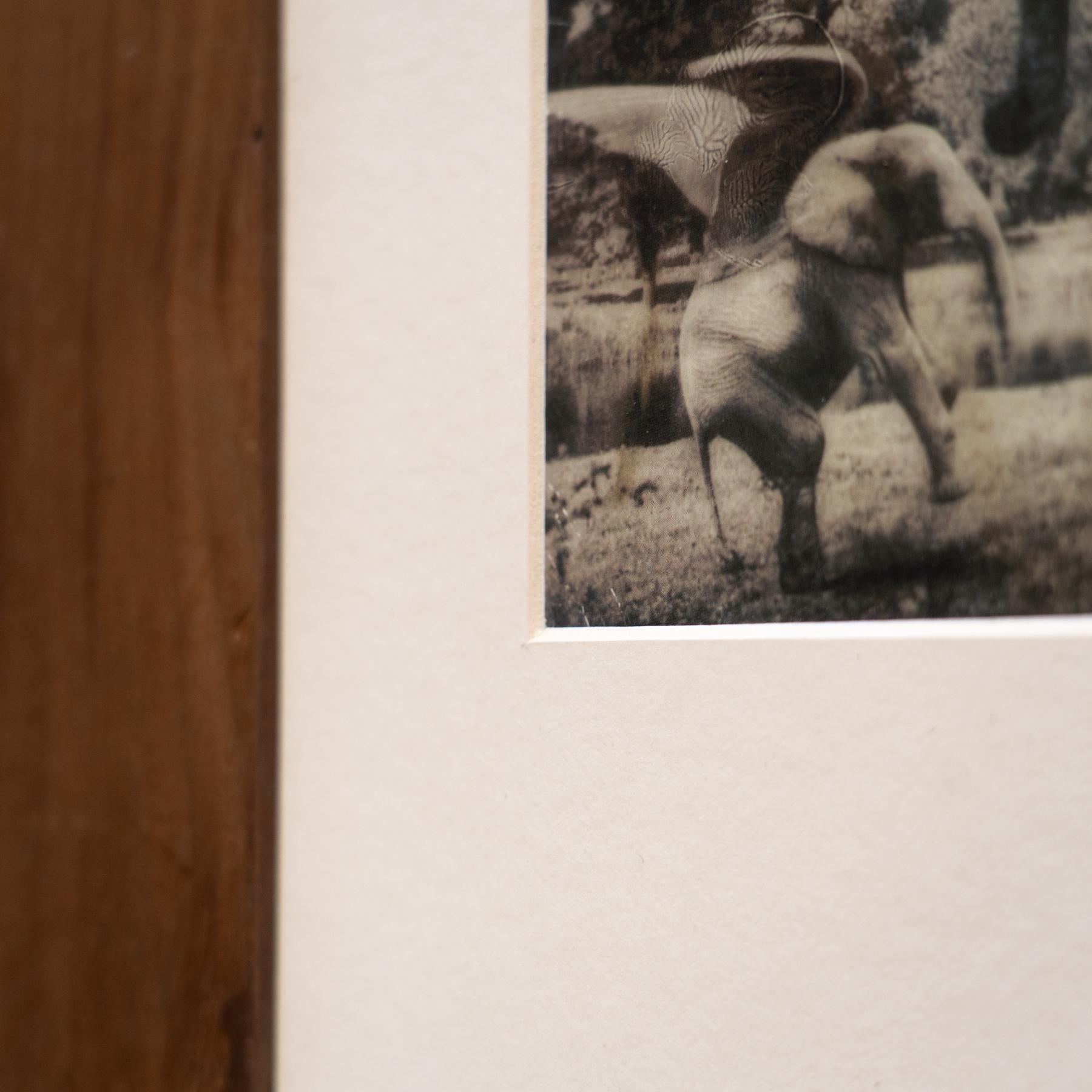 Joan Fontcuberta Gerahmte Fotografie aus der Kollektion „Fauna Secreta“ – Surrealistische Fotografie im Angebot 4