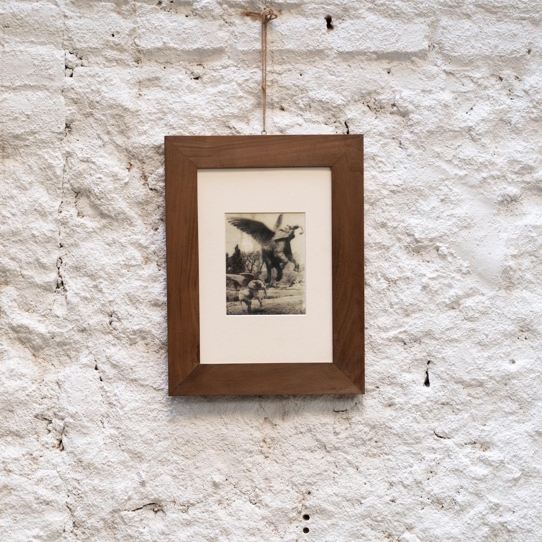 Joan Fontcuberta Gerahmte Fotografie aus der Kollektion „Fauna Secreta“ – Surrealistische Fotografie (Moderne der Mitte des Jahrhunderts) im Angebot