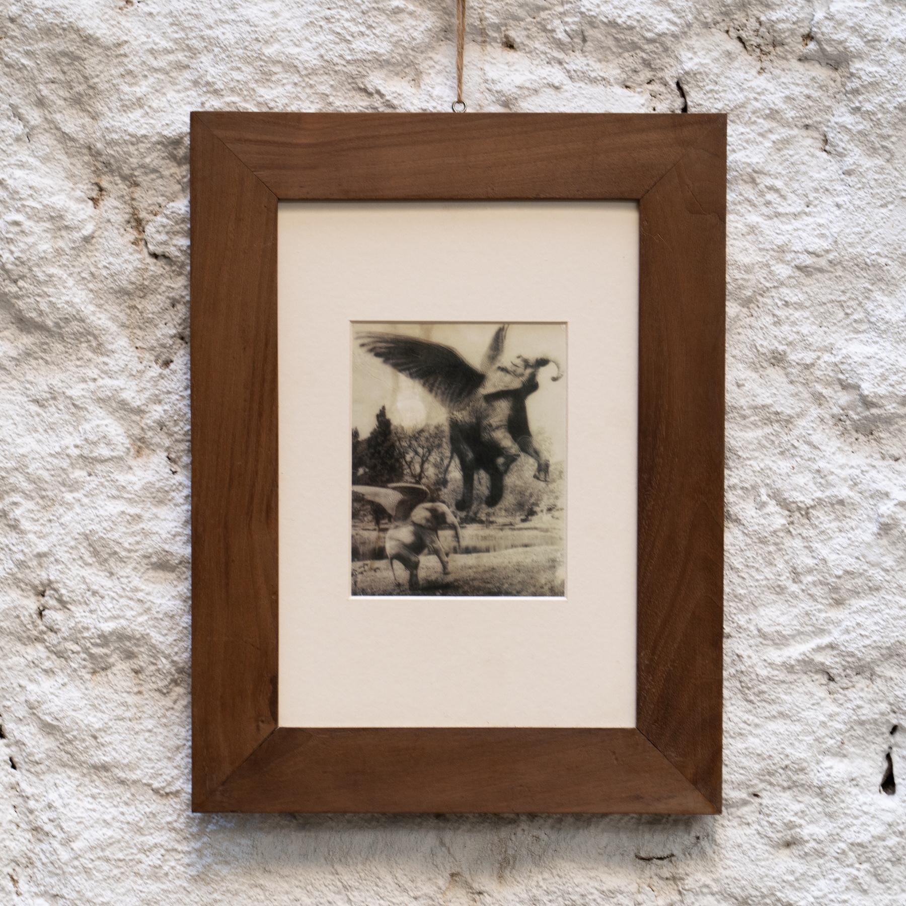 Joan Fontcuberta Gerahmte Fotografie aus der Kollektion „Fauna Secreta“ – Surrealistische Fotografie (Spanisch) im Angebot