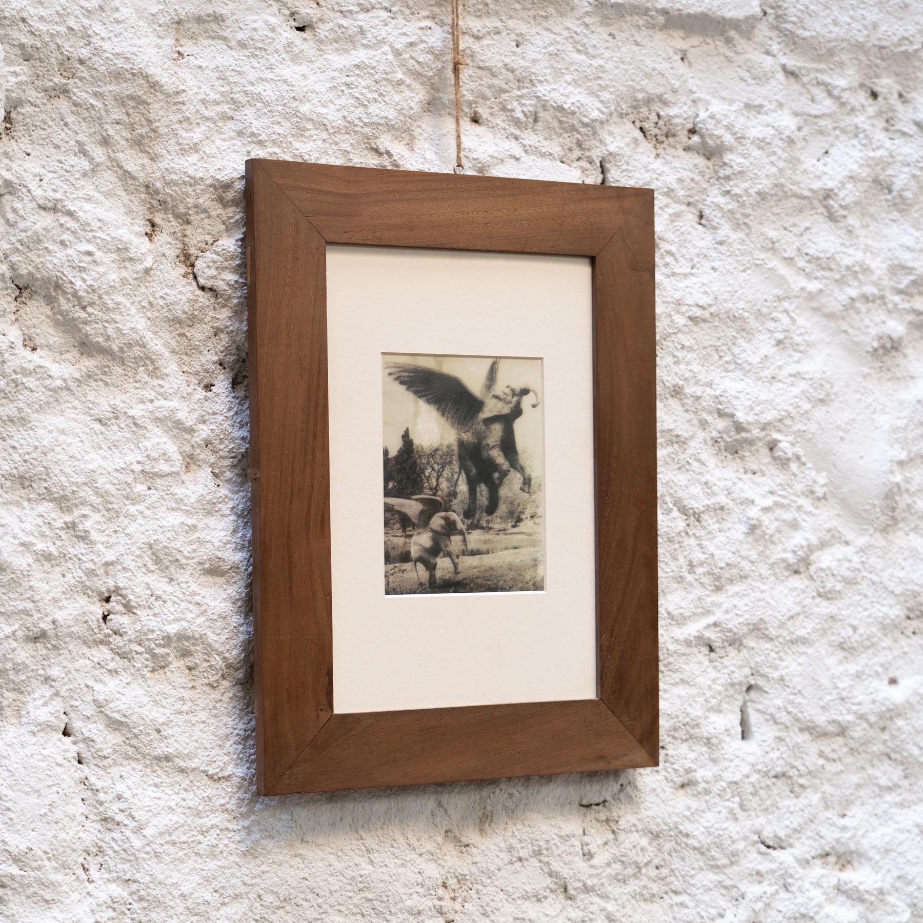 Joan Fontcuberta Gerahmte Fotografie aus der Kollektion „Fauna Secreta“ – Surrealistische Fotografie (21. Jahrhundert und zeitgenössisch) im Angebot