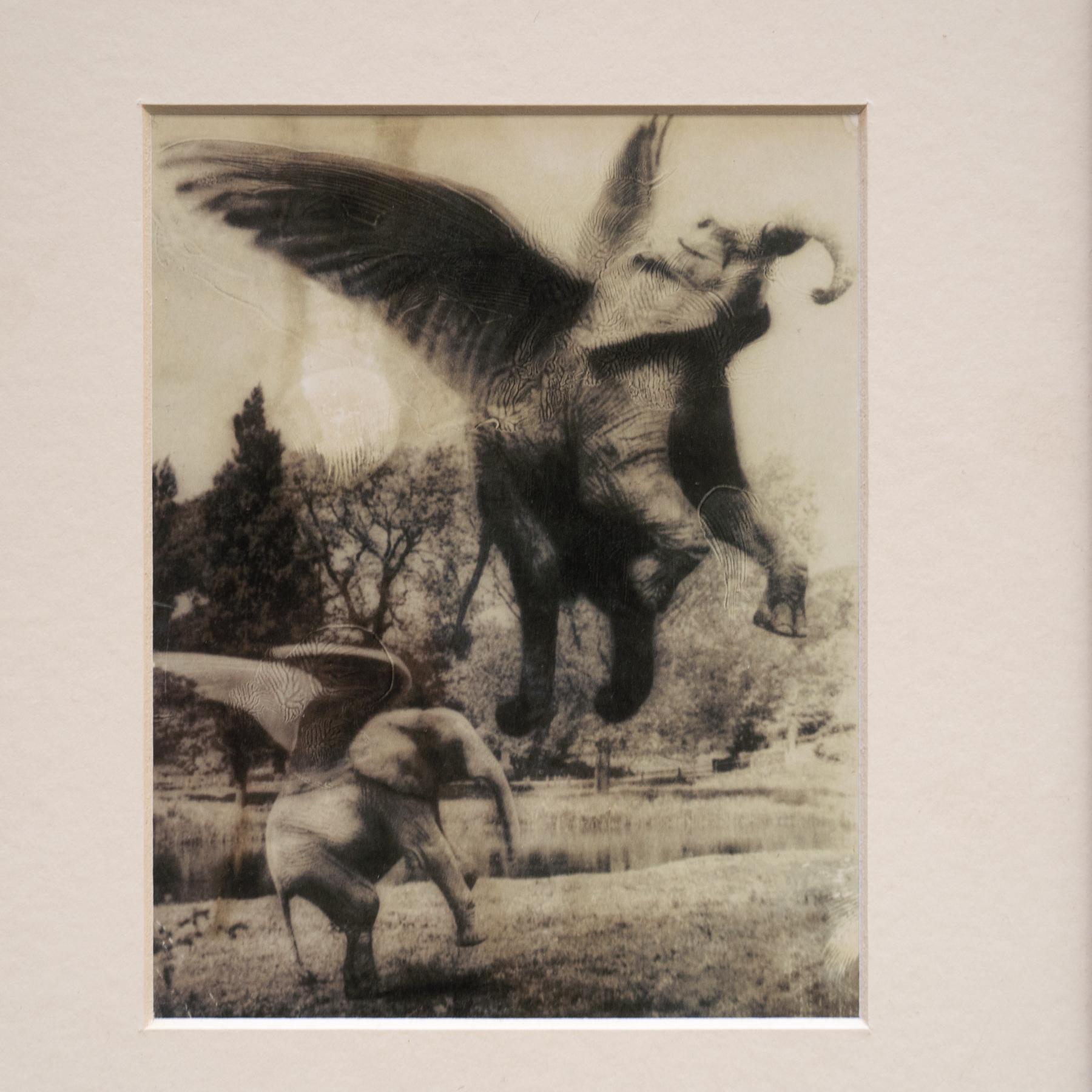 Joan Fontcuberta Gerahmte Fotografie aus der Kollektion „Fauna Secreta“ – Surrealistische Fotografie (Papier) im Angebot