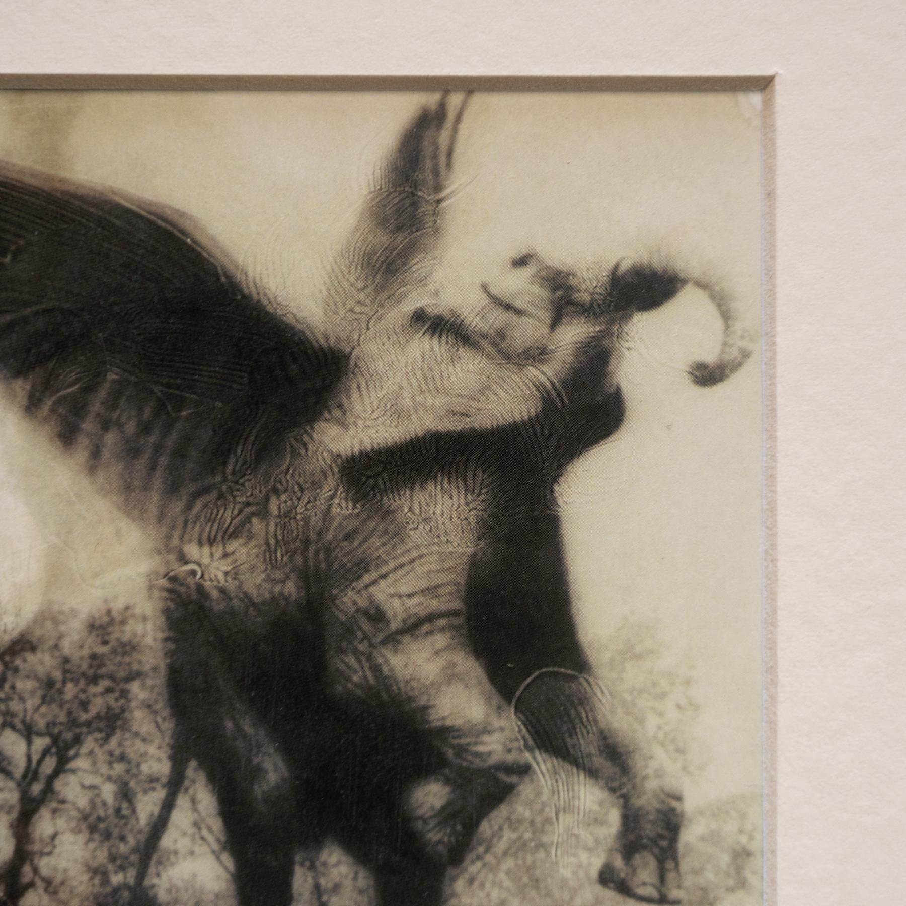 Joan Fontcuberta Gerahmte Fotografie aus der Kollektion „Fauna Secreta“ – Surrealistische Fotografie im Angebot 1