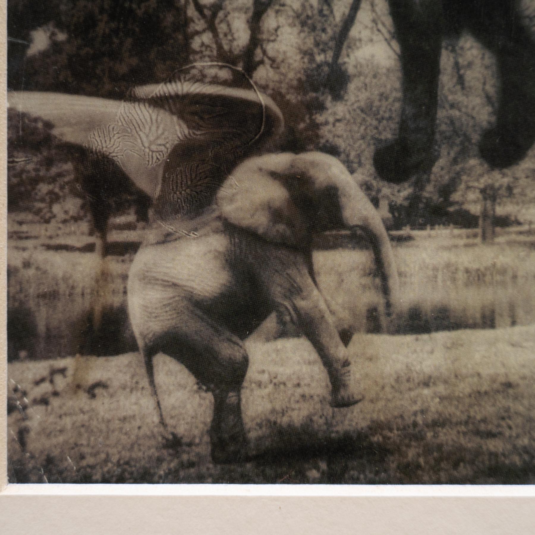 Joan Fontcuberta Gerahmte Fotografie aus der Kollektion „Fauna Secreta“ – Surrealistische Fotografie im Angebot 2