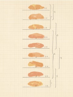 Joan Hernandez Pijuan, Sin título, de Ediciones Poligrafa, 1979