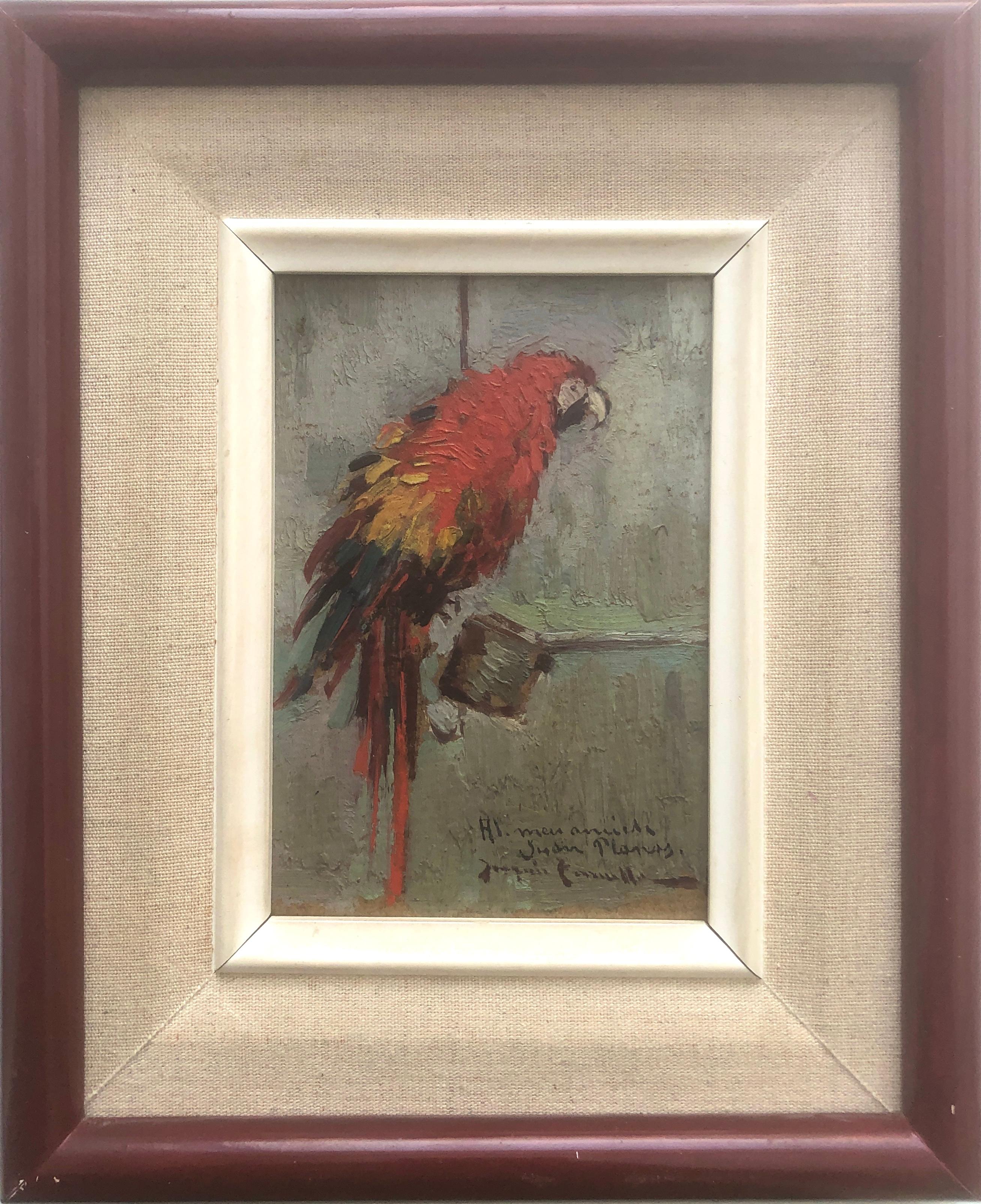 Red parrot oil on cardboard painting impressionism Spain - Painting by Joaquin Terruella Matilla