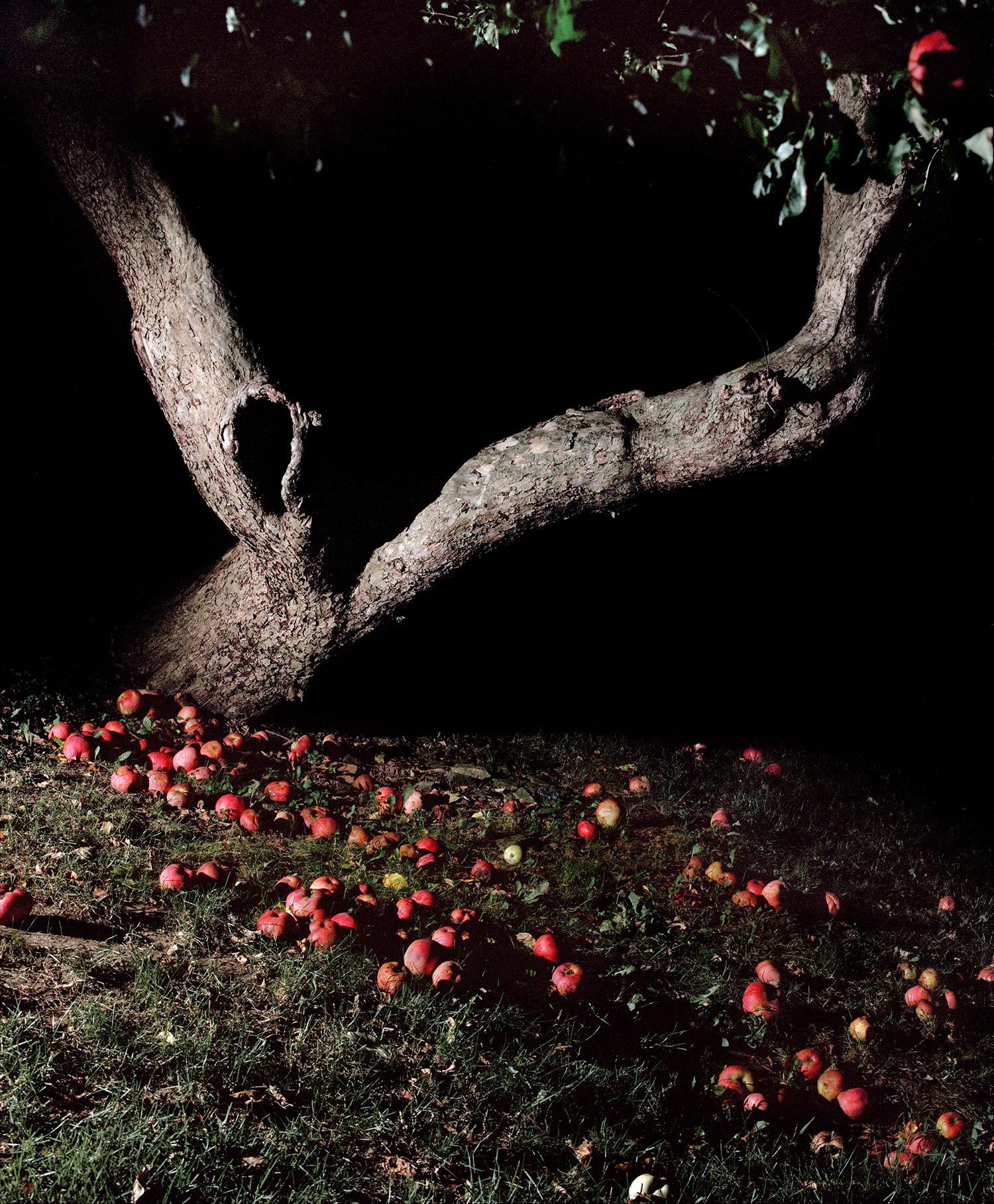 apple tree photography