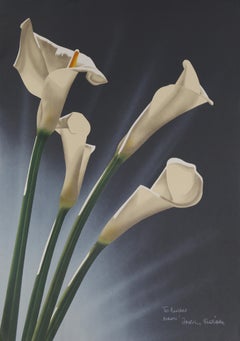 White Calla Lilies 