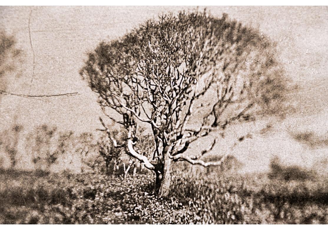 Signed lower right, numbered 38/100 lower left. Label on verso dated 2012, printed in 2014. An energetic view of a wind swept Nantucket landscape in sepia tones. 
The artist is interested in and uses 19th c. photographic methods. 
image 22 x
