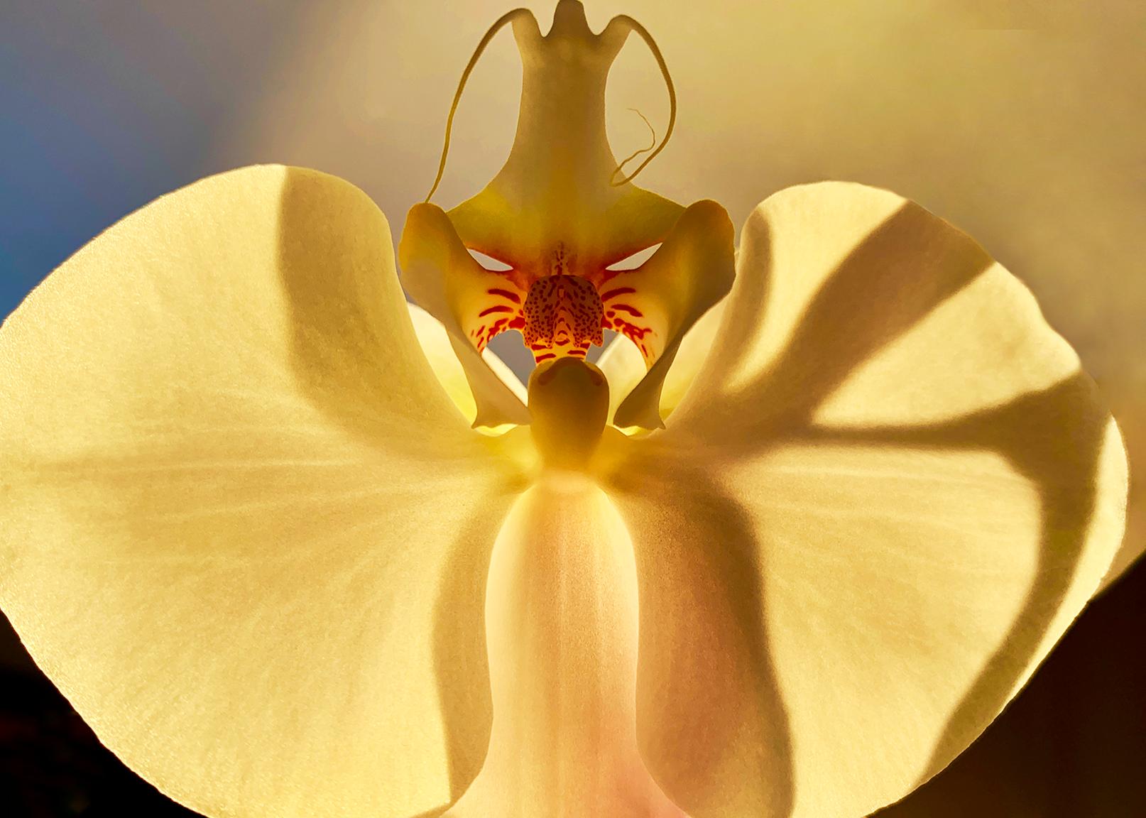 Joel Grey Color Photograph - Orchid (Gold)