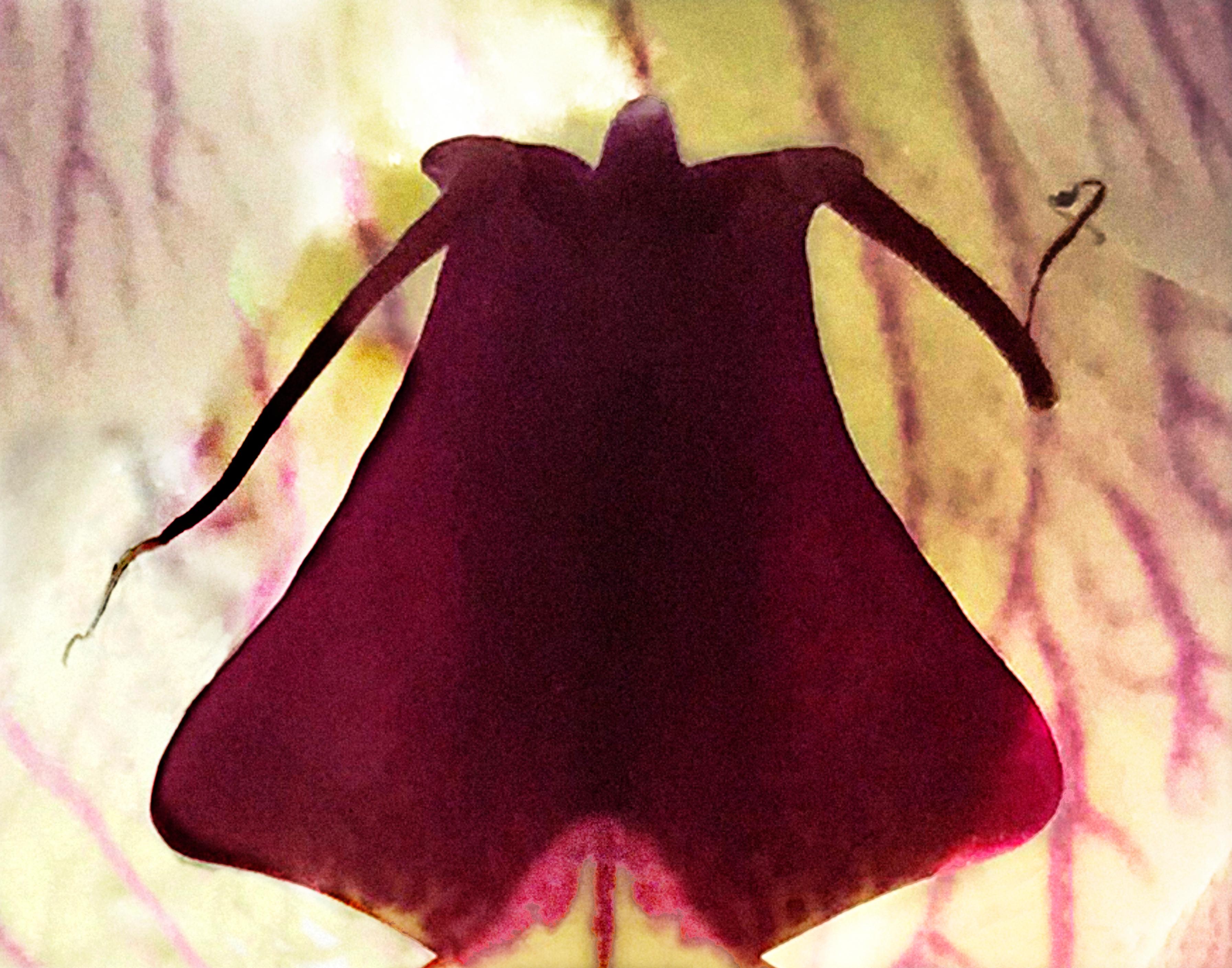Joel Grey Color Photograph – Orchidee (Magenta)