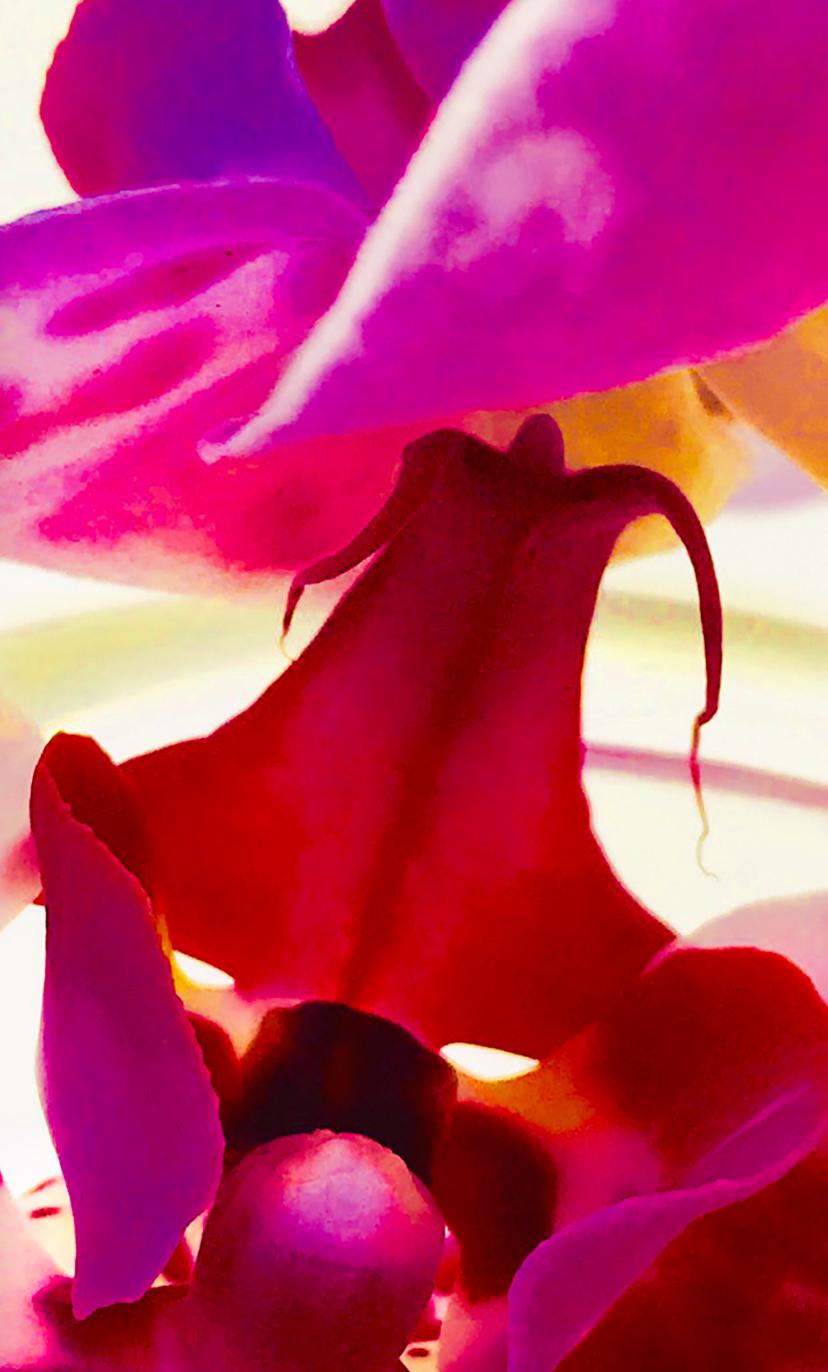 Joel Grey Color Photograph – Orchidee (Rot)