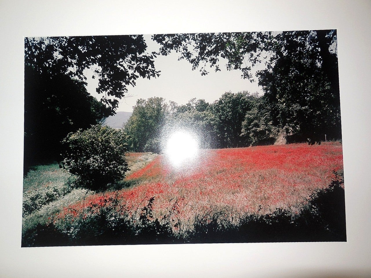 Tuscany, Feld mit Mohnblumen, 1996 Große Vintage-Farbfotografie, C-Druck, signiert – Photograph von Joel Meyerowitz