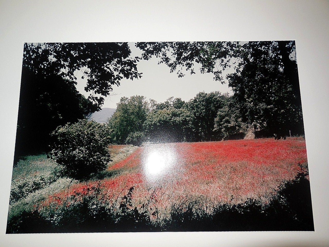 Toscane, champ de coquelicots, 1996 Grande photographie couleur d'époque C.C. signée - Gris Landscape Photograph par Joel Meyerowitz