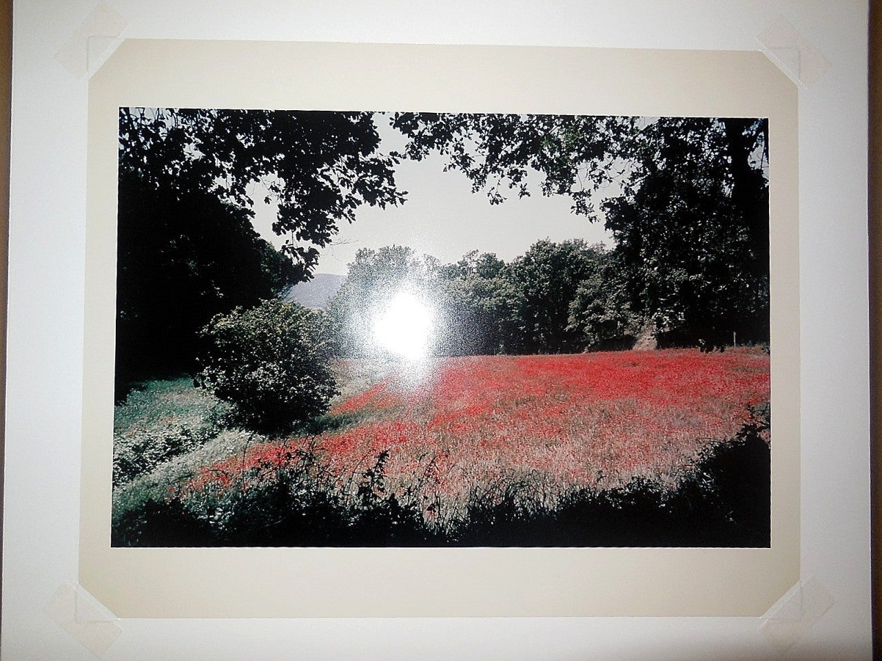 Toscane, champ de coquelicots, 1996 Grande photographie couleur d'époque C.C. signée en vente 1