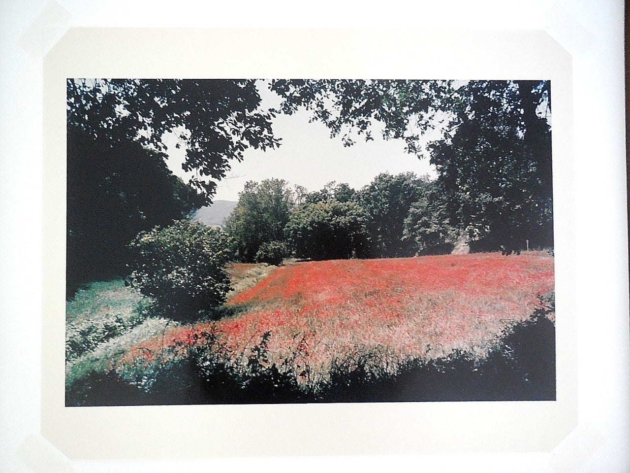 Toscane, champ de coquelicots, 1996 Grande photographie couleur d'époque C.C. signée en vente 2