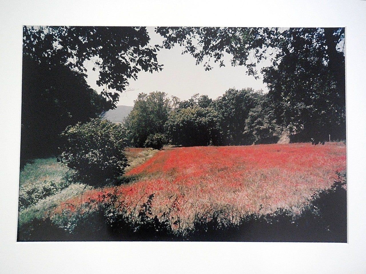 Joel Meyerowitz Landscape Photograph – Tuscany, Feld mit Mohnblumen, 1996 Große Vintage-Farbfotografie, C-Druck, signiert