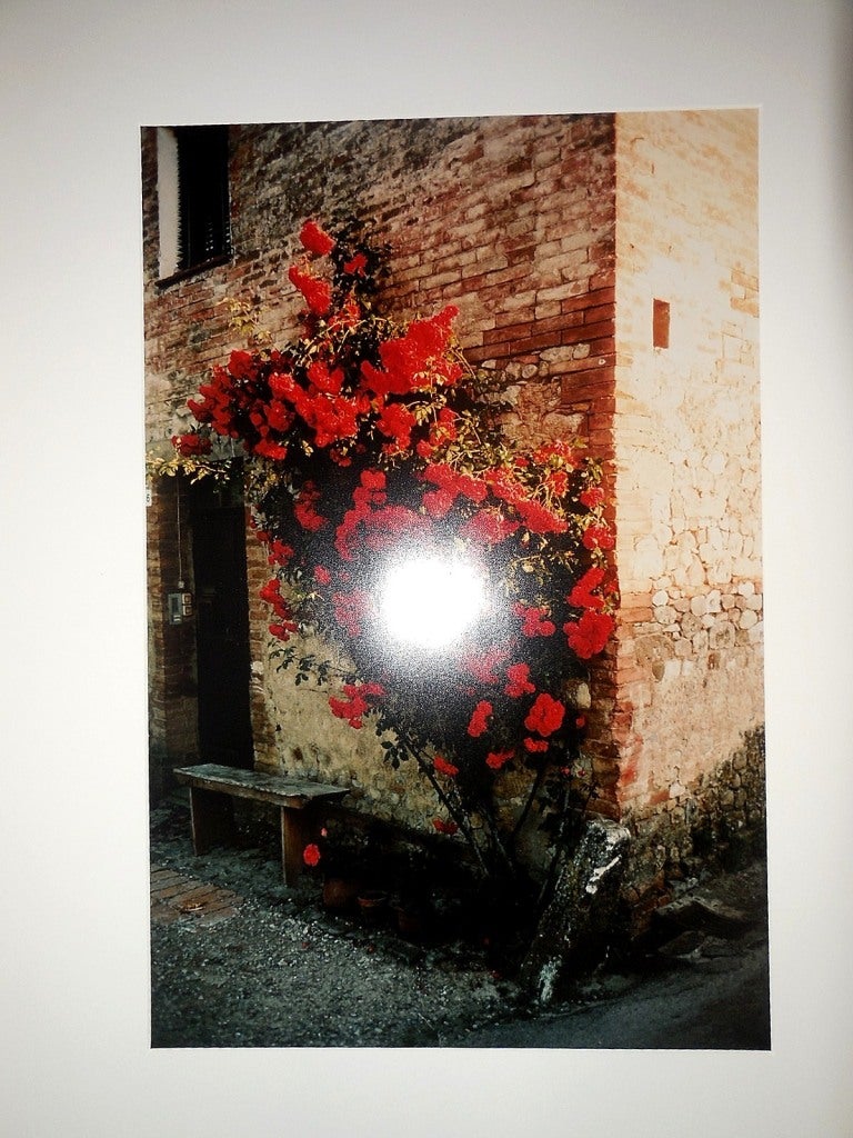 Tuscany, Roses Taverna d'Arbia, 1991 - Modern Photograph by Joel Meyerowitz