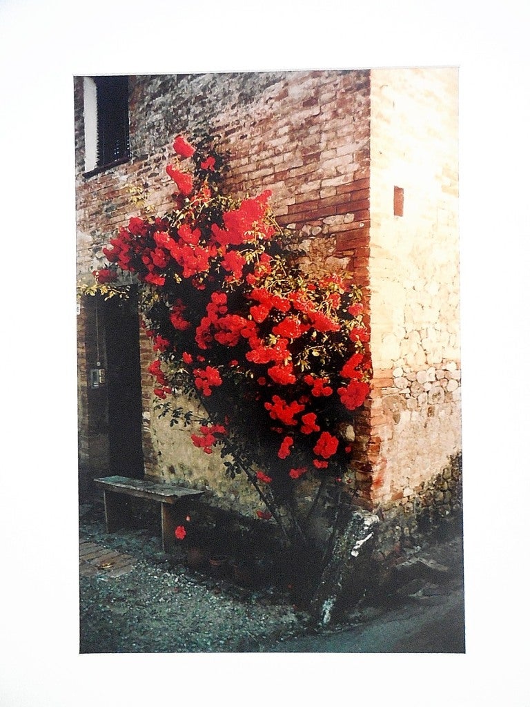 Tuscany, Roses Taverna d'Arbia, 1991 - Black Color Photograph by Joel Meyerowitz